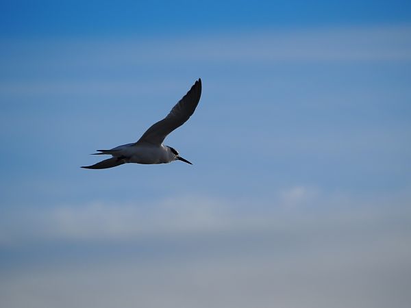 rybitwa czubata  - Bartosz Zwoliński