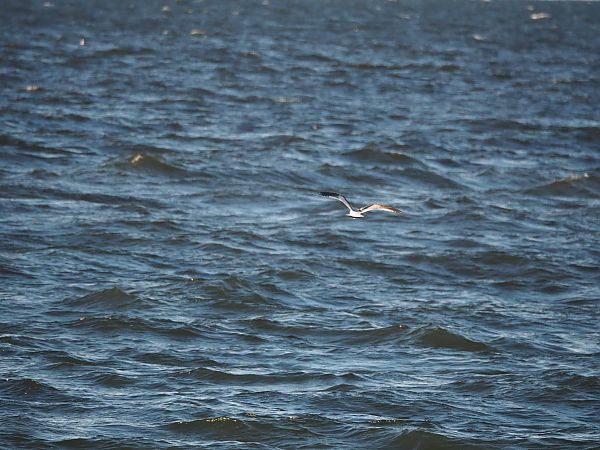 mewa mała  - Bartosz Zwoliński