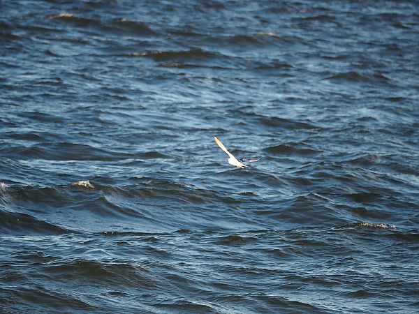 Mouette pygmée  - Bartosz Zwoliński
