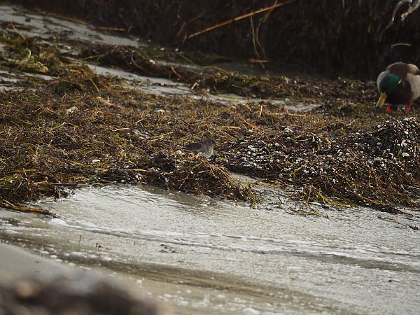 Meerstrandläufer  - Bartosz Zwoliński