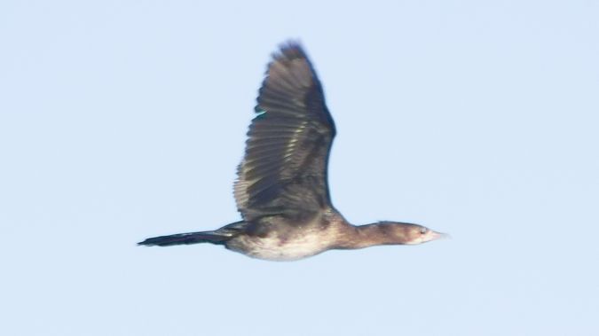 kormoran mały  - Piotr Klonowski