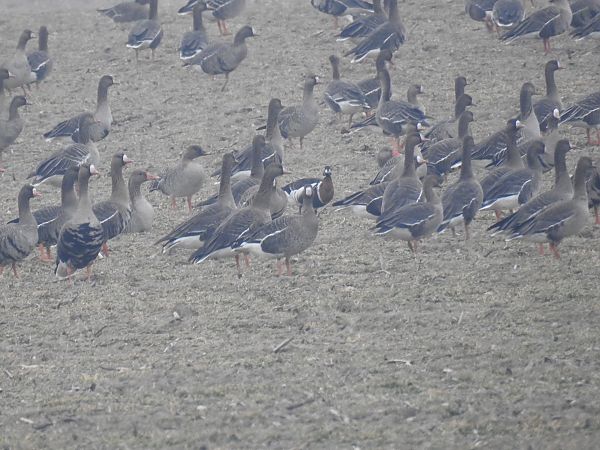 bernikla rdzawoszyja  - Alicja Król