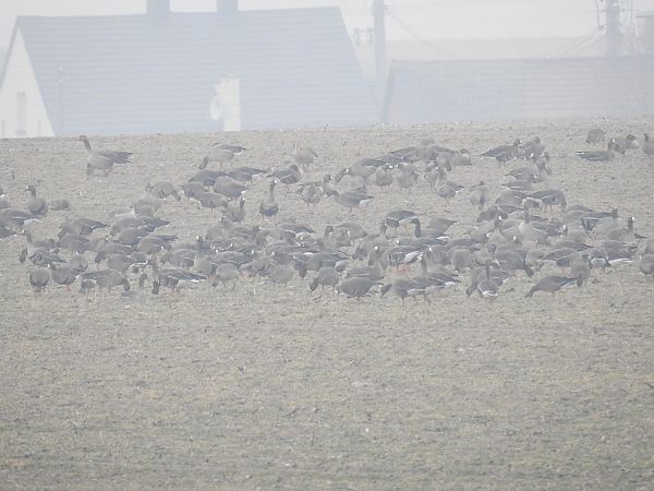 bernikla obrożna  - Alicja Król