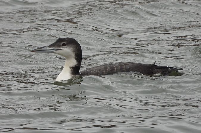 Eistaucher  - Wojciech Wojtala