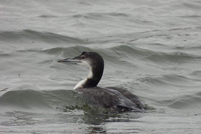 lodowiec  - Wojciech Wojtala