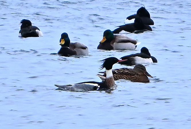 szlachar  - Zbigniew Balcerzak