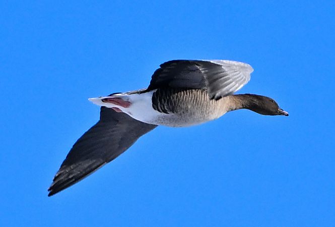 gęś krótkodzioba  - Zbigniew Balcerzak
