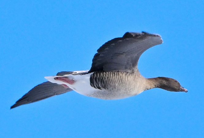 Kurzschnabelgans  - Zbigniew Balcerzak