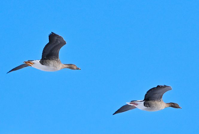 Kurzschnabelgans  - Zbigniew Balcerzak
