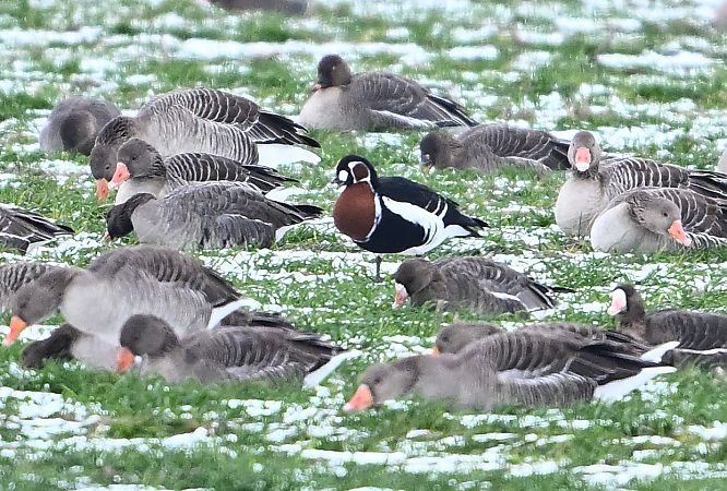 bernikla rdzawoszyja  - Zbigniew Balcerzak