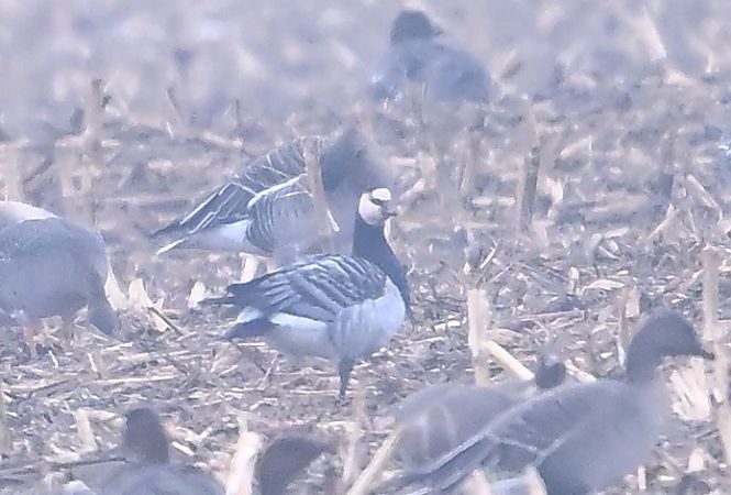 bernikla białolica  - Zbigniew Balcerzak