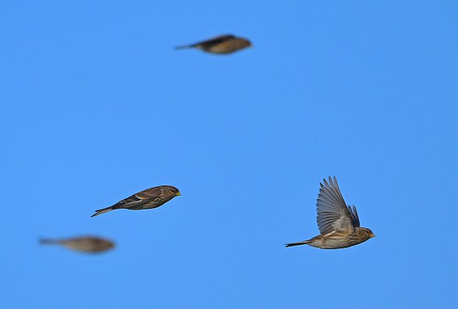 rzepołuch  - Zbigniew Balcerzak