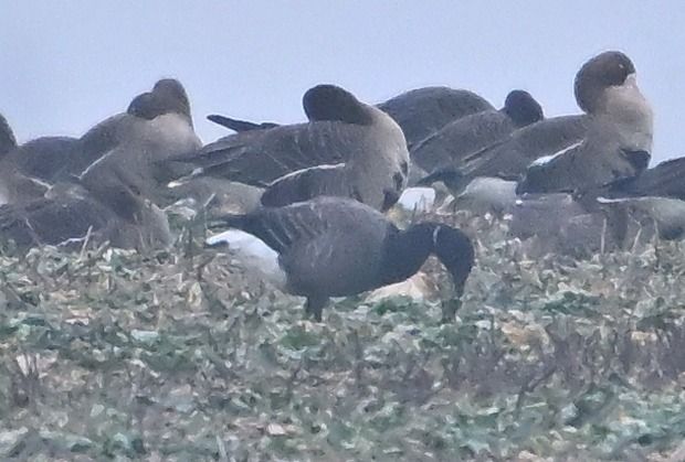 bernikla obrożna  - Zbigniew Balcerzak