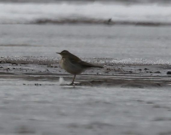 siwerniak  - Monika Turczyńska