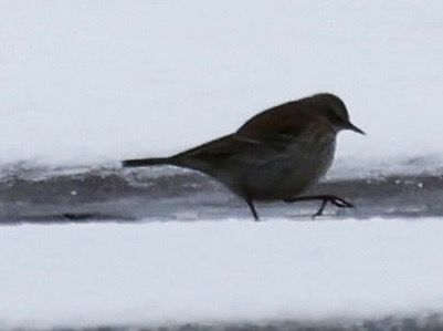 Bergpieper  - Monika Turczyńska