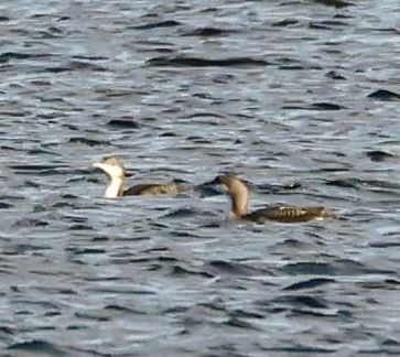 nur czarnoszyi  - Monika Turczyńska