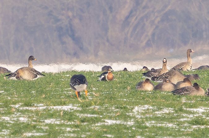 bernikla rdzawoszyja  - Damian Mikulski