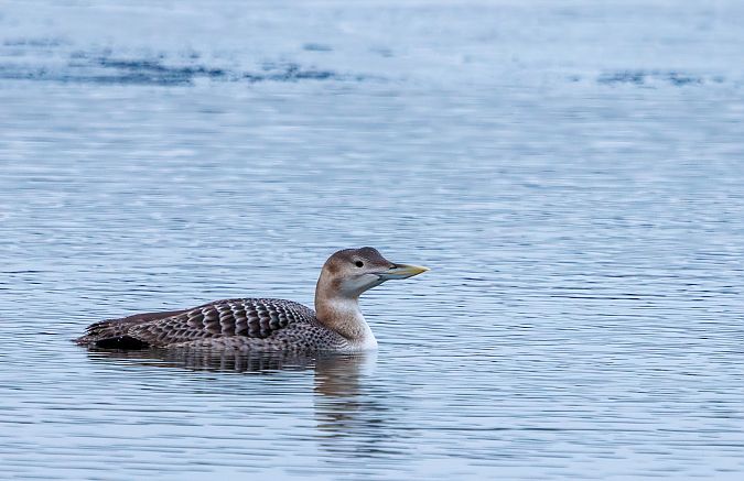 nur białodzioby  - Damian Mikulski