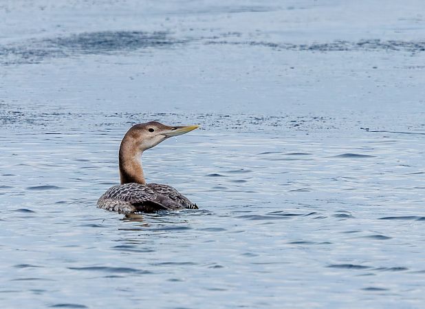 Gelbschnabeltaucher  - Damian Mikulski
