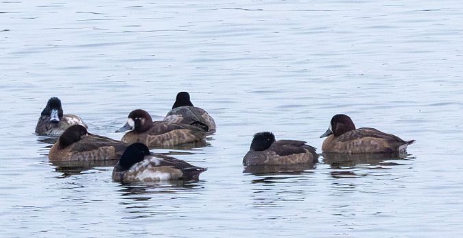 Bergente  - Damian Mikulski