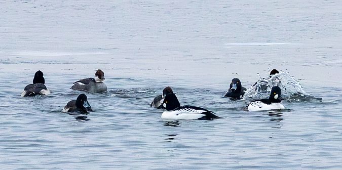 gągoł  - Damian Mikulski