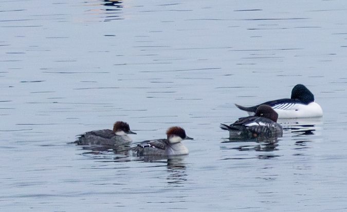 Zwergsäger  - Damian Mikulski