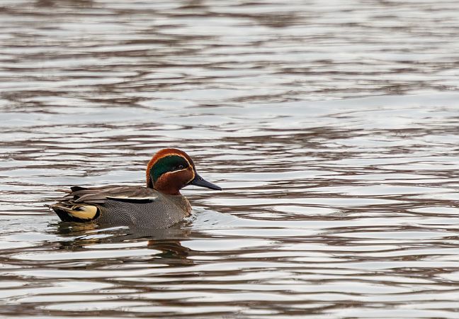 cyraneczka  - Damian Mikulski