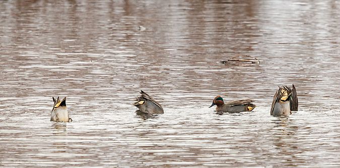 Krickente  - Damian Mikulski