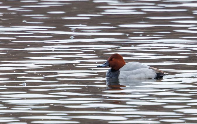 głowienka  - Damian Mikulski