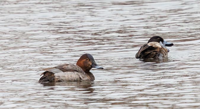 Tafelente  - Damian Mikulski