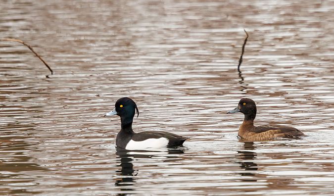 czernica  - Damian Mikulski