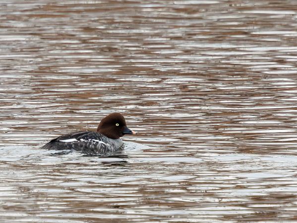 gągoł  - Damian Mikulski