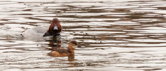 Grèbe castagneux  - Damian Mikulski