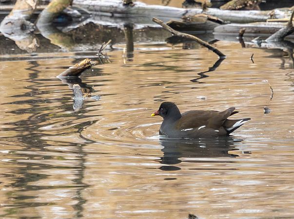 kokoszka  - Damian Mikulski