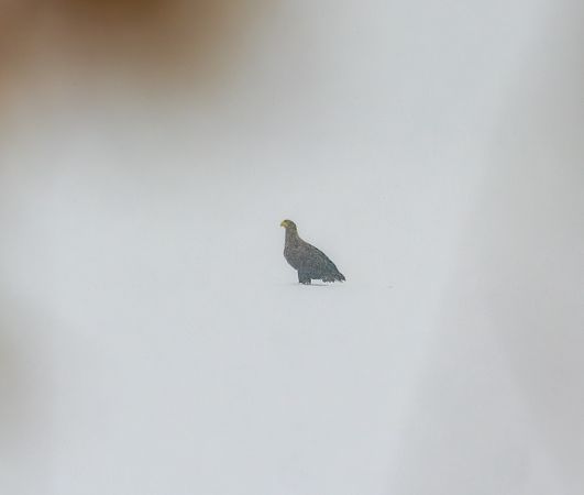 bielik  - Damian Mikulski