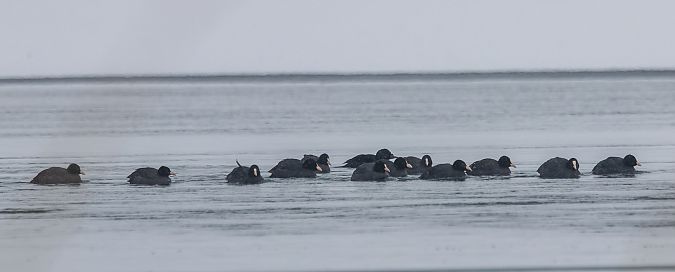 łyska  - Damian Mikulski