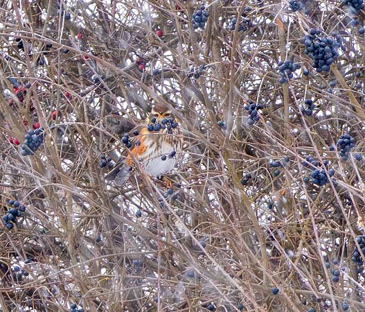 Grive mauvis  - Damian Mikulski