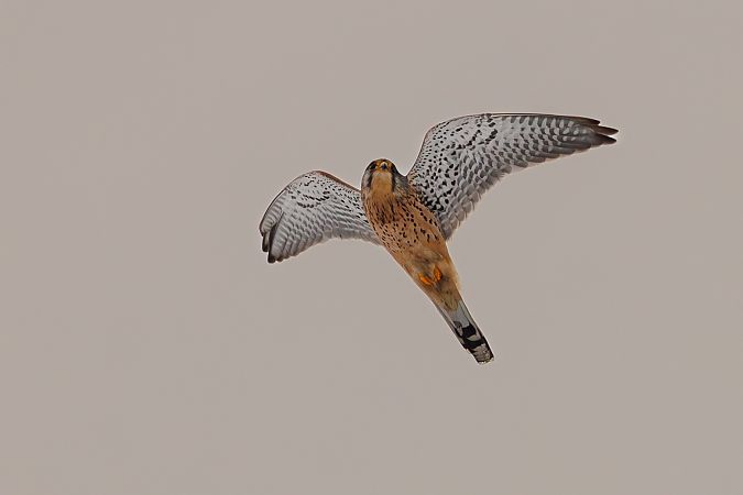 pustułka  - Damian Mikulski