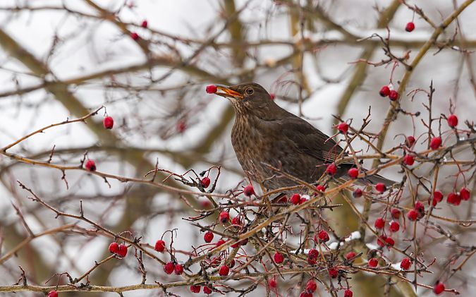 kos  - Damian Mikulski