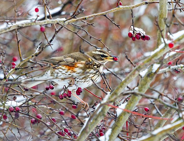 droździk  - Damian Mikulski