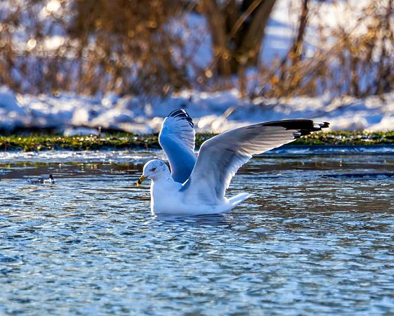 mewa delawarska  - Damian Mikulski