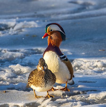 mandarynka  - Damian Mikulski