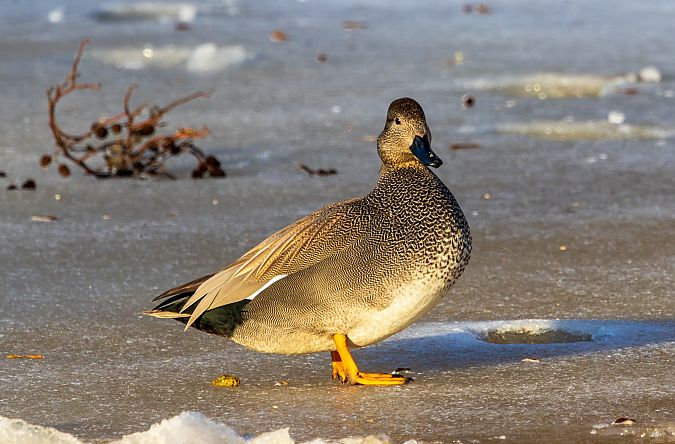 krakwa  - Damian Mikulski