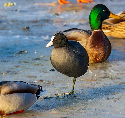 łyska  - Damian Mikulski