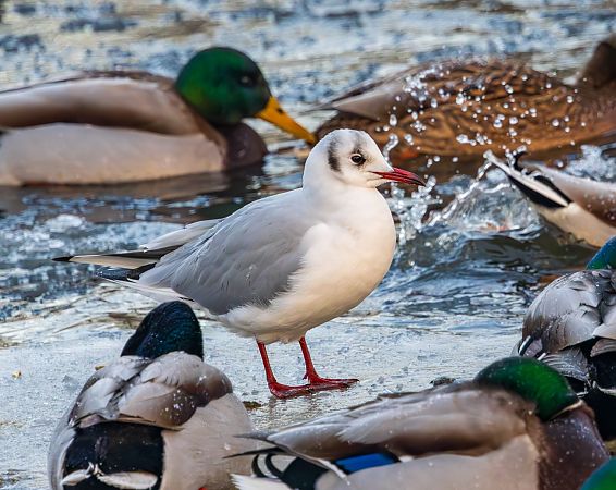 śmieszka  - Damian Mikulski