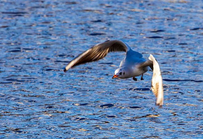 Lachmöwe  - Damian Mikulski