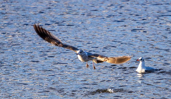 Goéland cendré  - Damian Mikulski