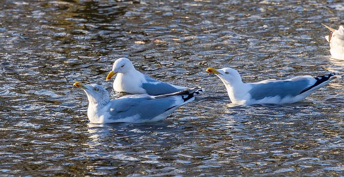 mewa srebrzysta  - Damian Mikulski