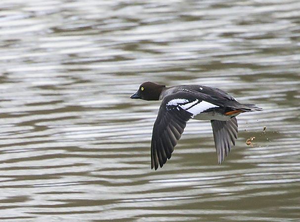 gągoł  - Damian Mikulski