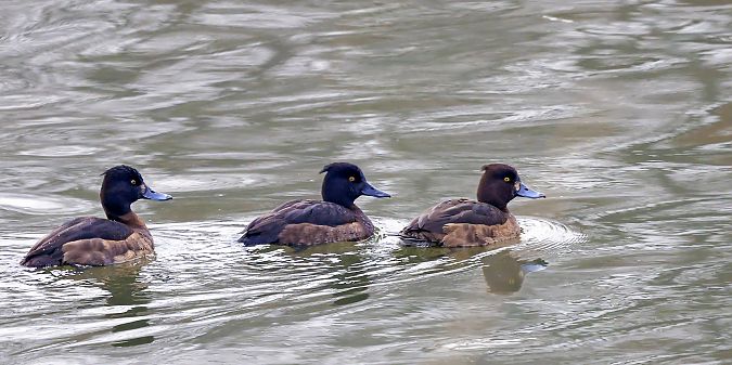 czernica  - Damian Mikulski